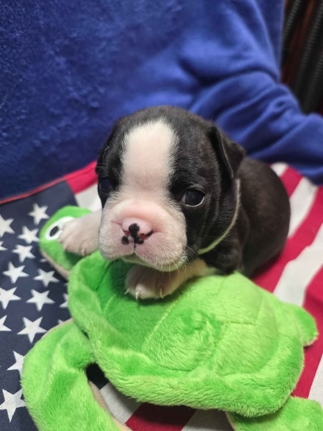 Boston Terrier Puppies media 14