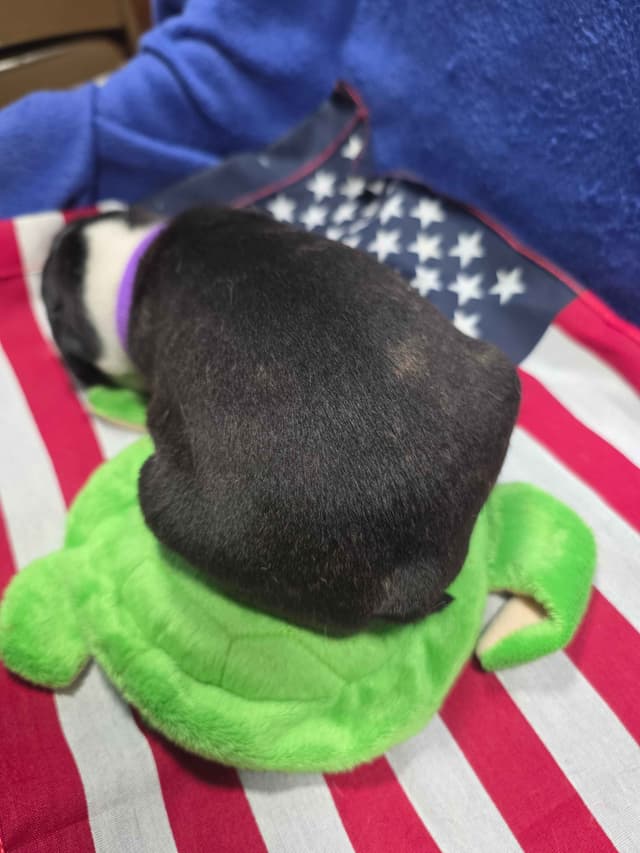 Boston Terrier Puppies media 15