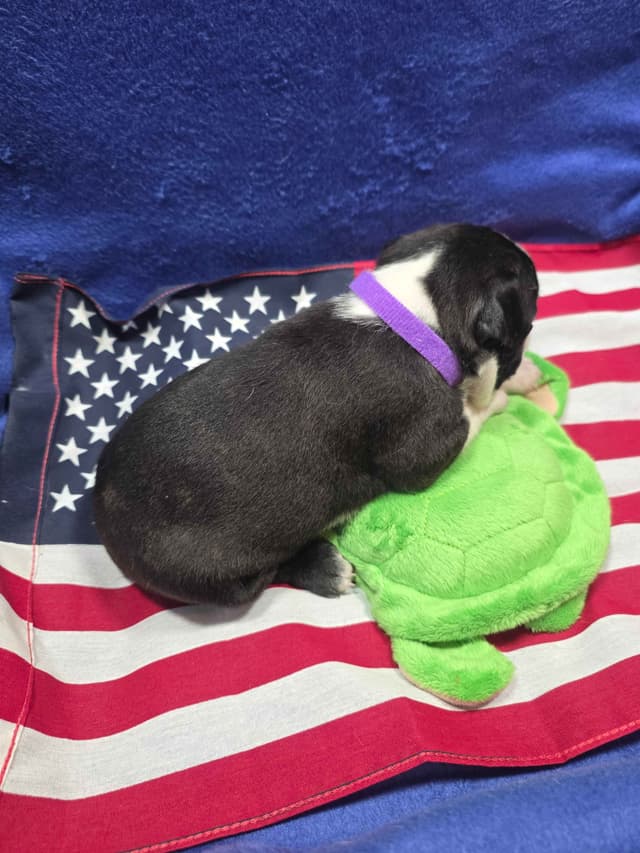Boston Terrier Puppies media 16