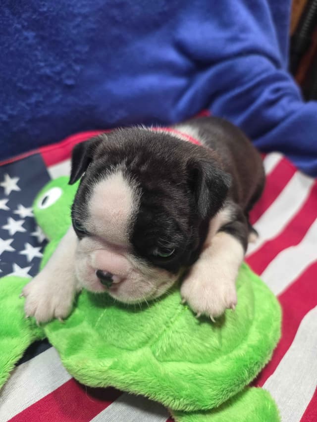 Boston Terrier Puppies media 17
