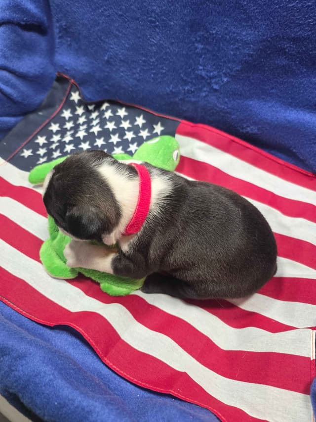 Boston Terrier Puppies media 19