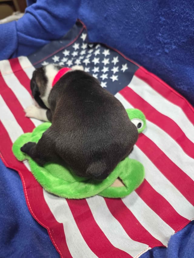 Boston Terrier Puppies media 18