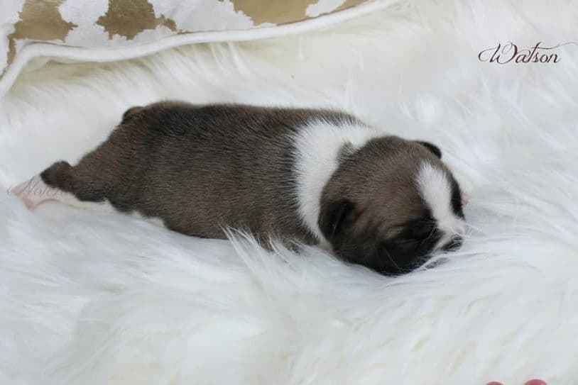 Beautiful AKC French Bulldog Puppies! breeder image 1