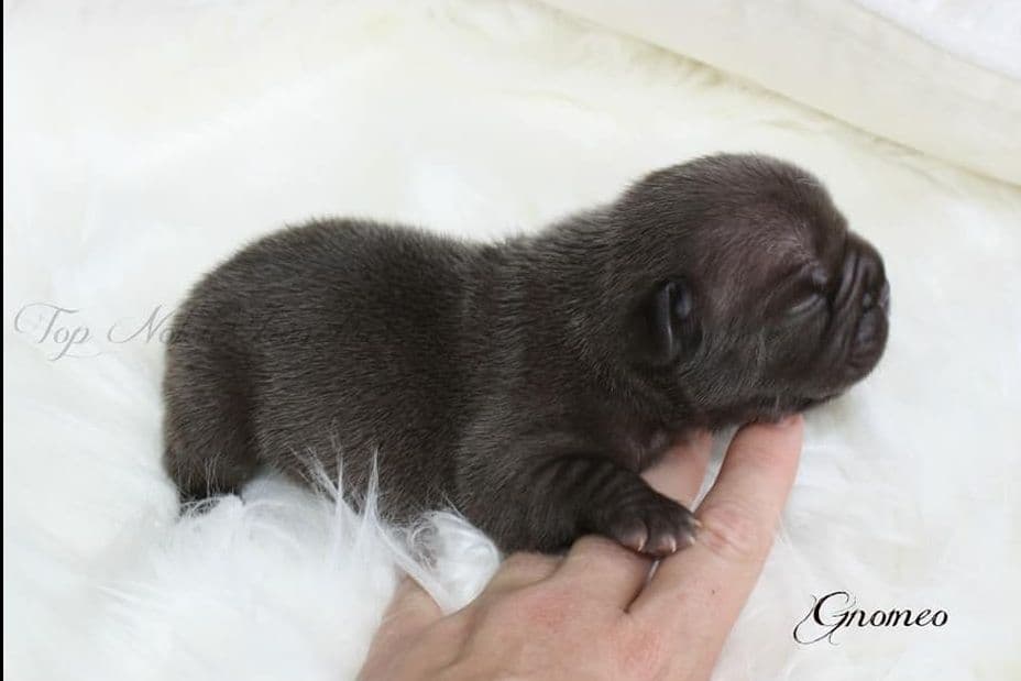 Beautiful AKC French Bulldog Puppies! breeder image 3