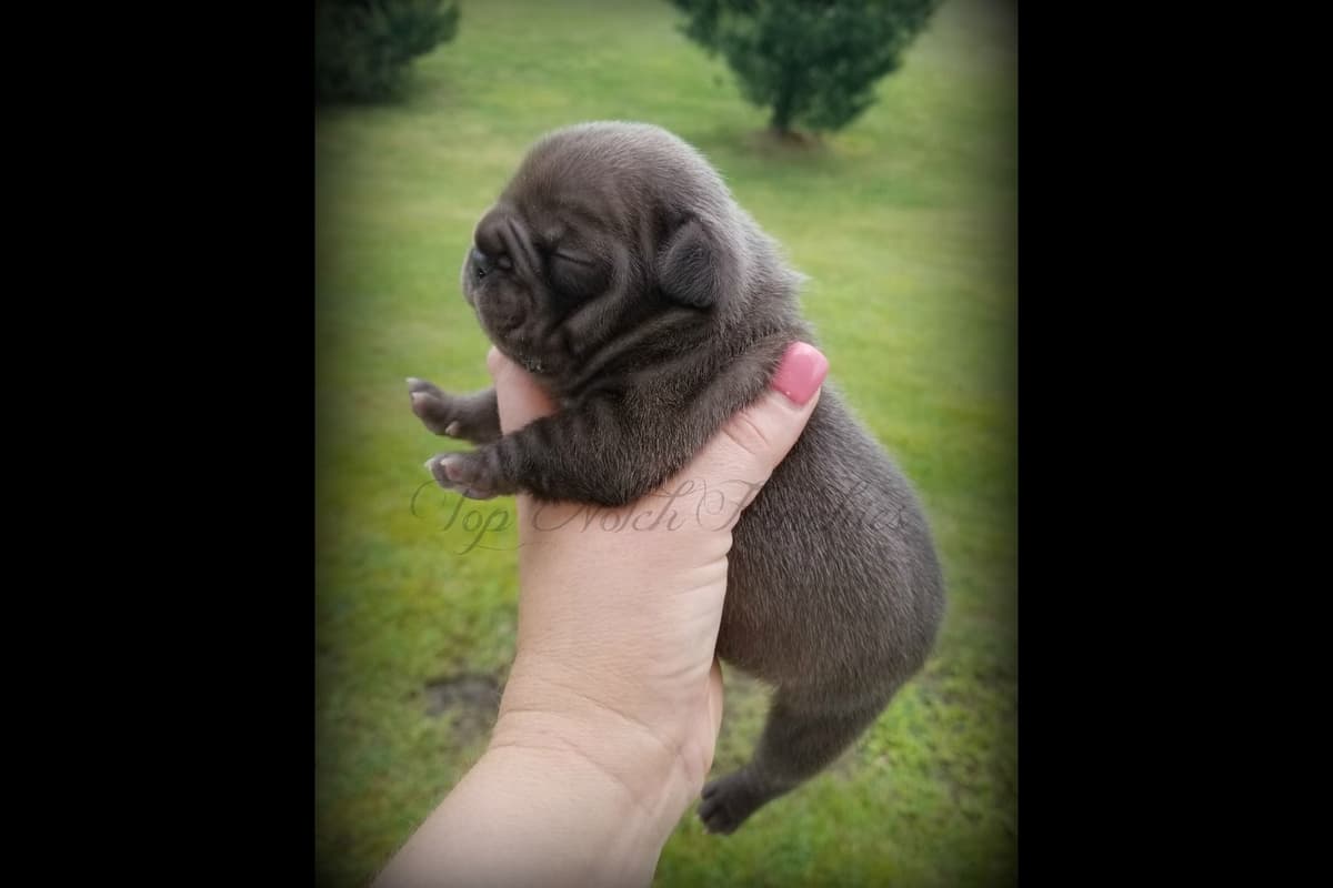 Beautiful AKC French Bulldog Puppies! breeder image 2