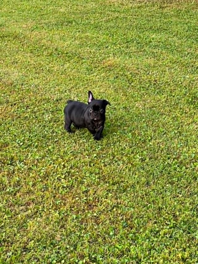 Beautiful AKC French Bulldog Puppies! media 7