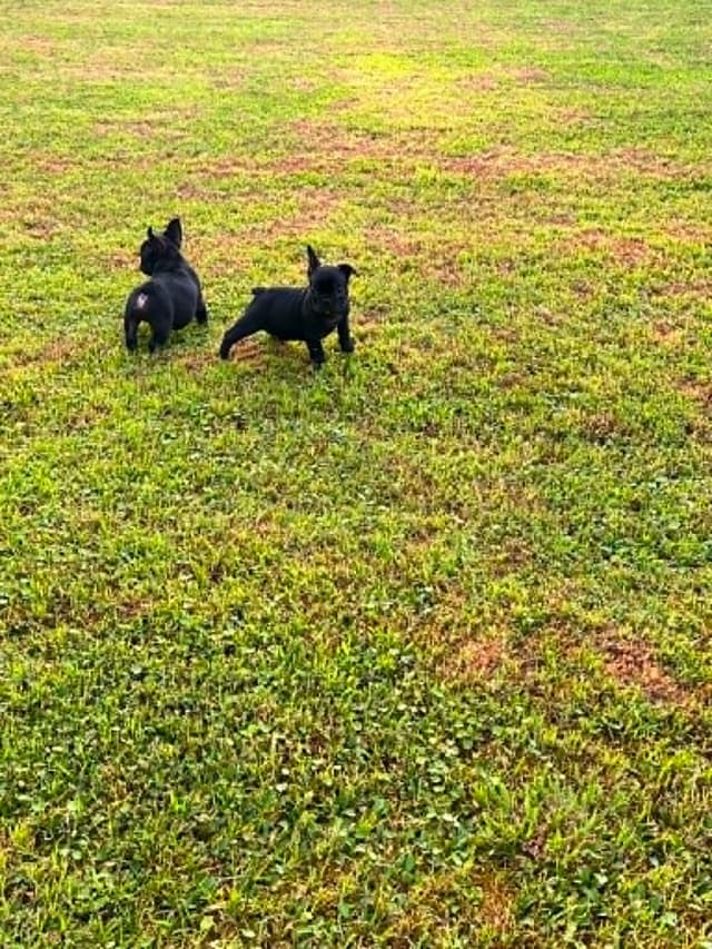 Beautiful AKC French Bulldog Puppies! media 8