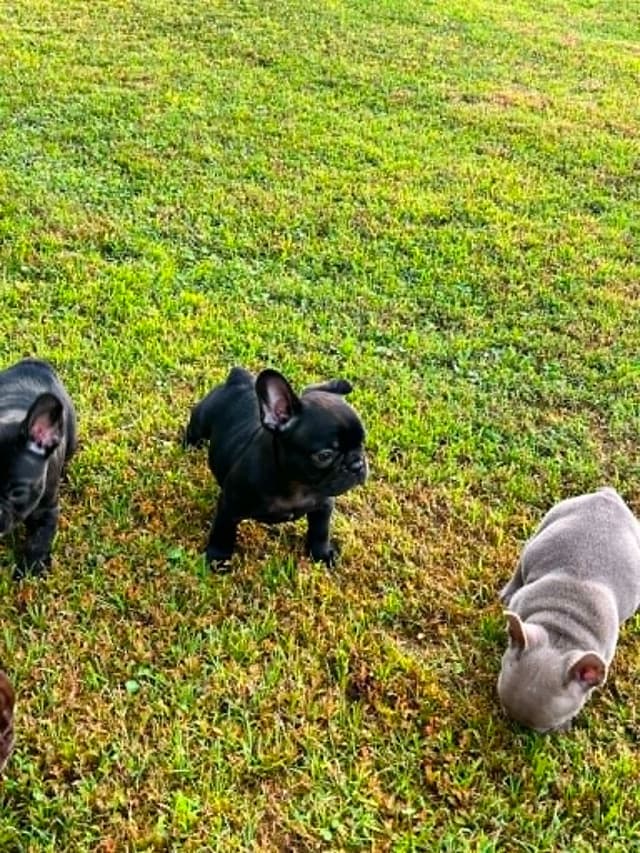 Beautiful AKC French Bulldog Puppies! media 9
