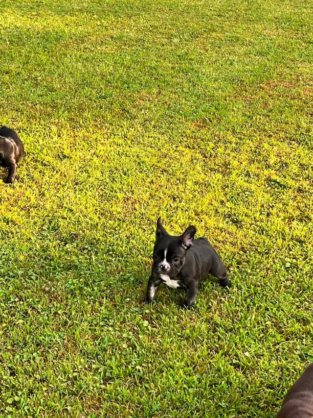 Beautiful AKC French Bulldog Puppies! media 10
