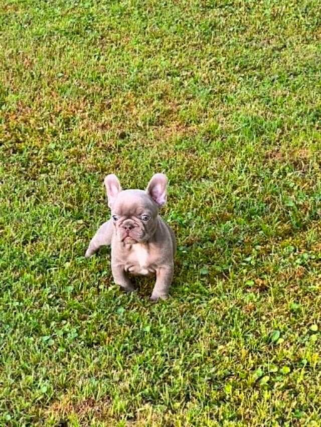 Beautiful AKC French Bulldog Puppies! media 2