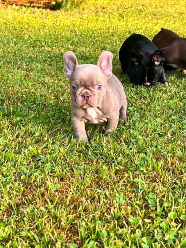 Beautiful AKC French Bulldog Puppies! media 5