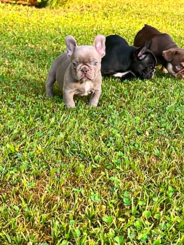 Beautiful AKC French Bulldog Puppies! media 4