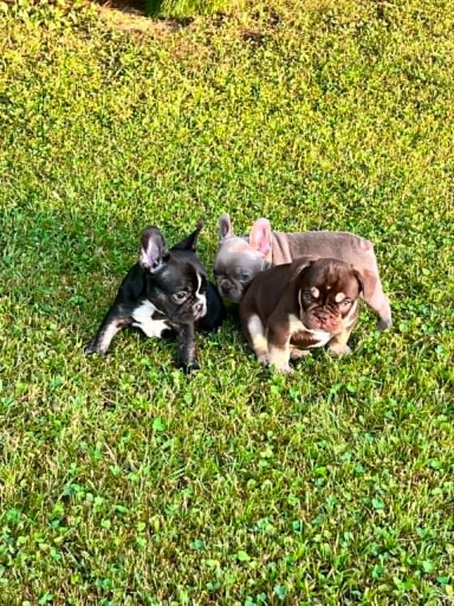 Beautiful AKC French Bulldog Puppies! media 12