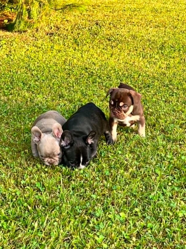 Beautiful AKC French Bulldog Puppies! media 13