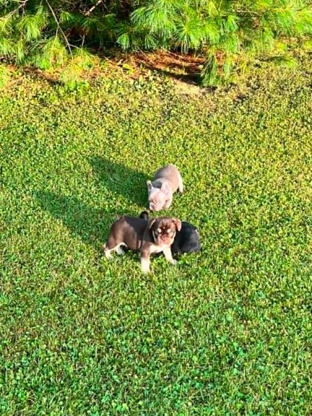 Beautiful AKC French Bulldog Puppies! media 14