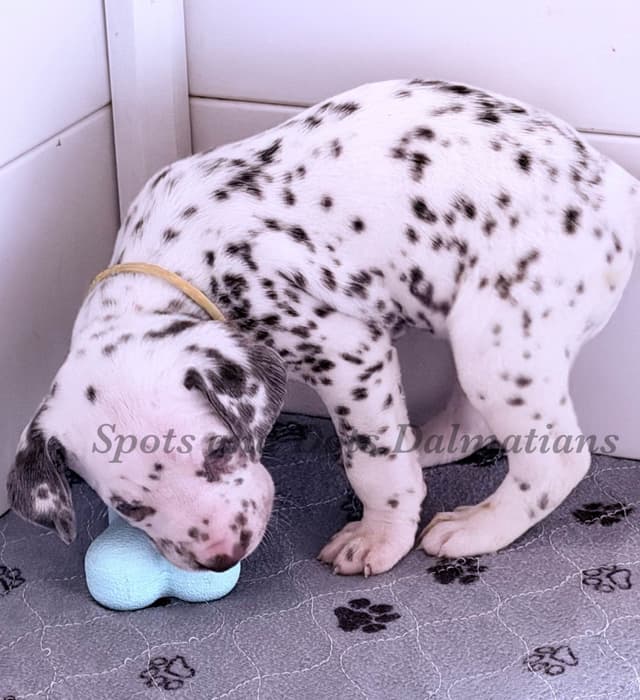 Male LUA Dalmatian Puppy media 2