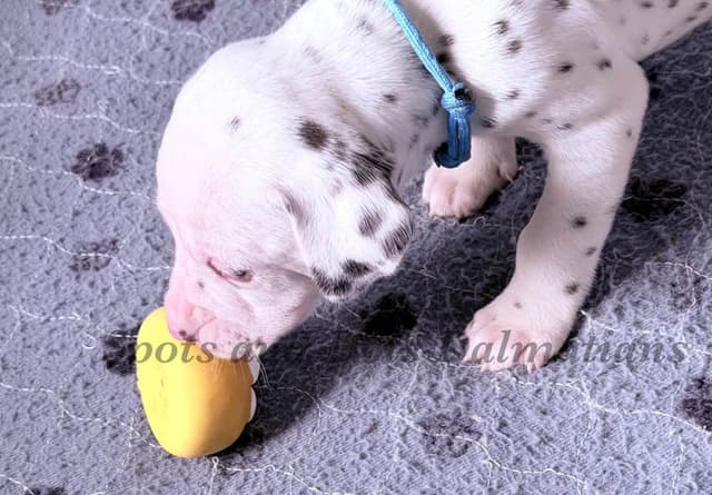 Male LUA Dalmatian Puppy media 3