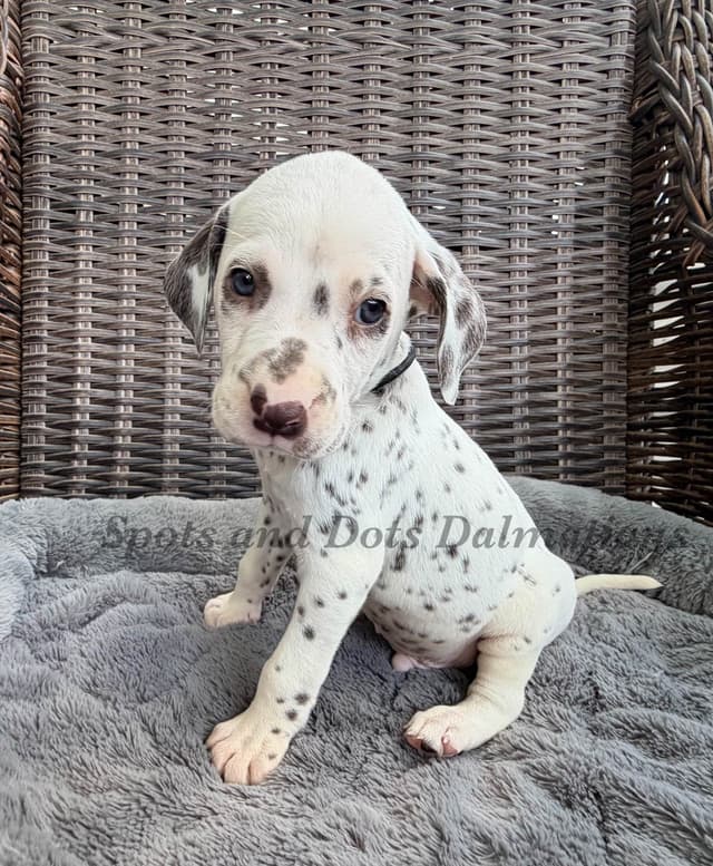 Male LUA Dalmatian Puppy media 4