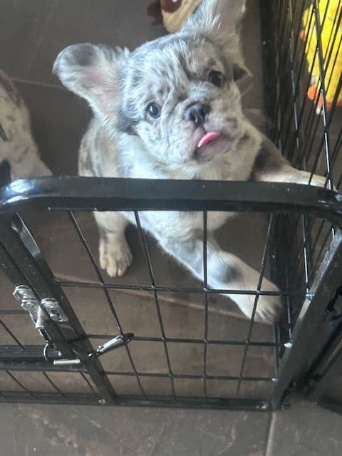 French Bulldog breeder image 1