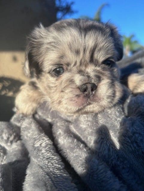 French Bulldog breeder image 2