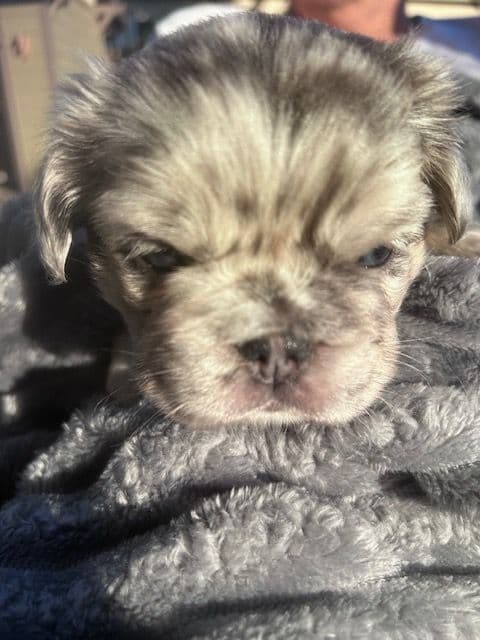 French Bulldog breeder image 3