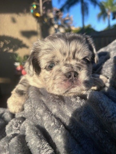 French Bulldog breeder image 4