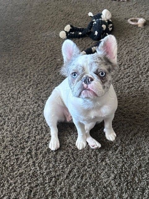 French Bulldog breeder image 6
