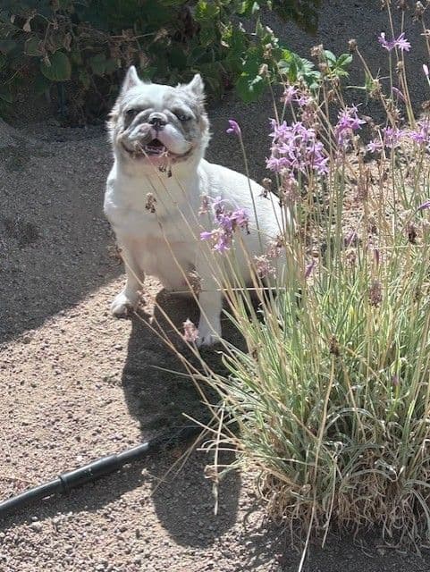 French Bulldog media 3