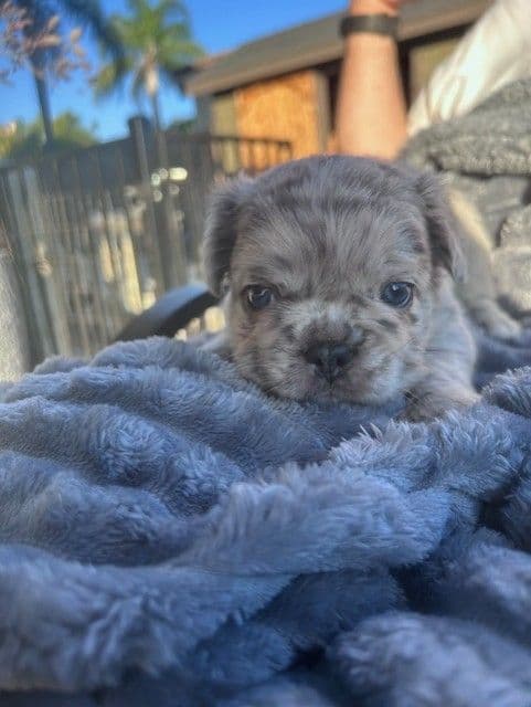French Bulldog media 6