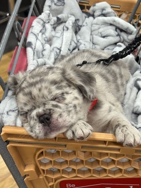 French Bulldog media 9