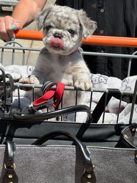 French Bulldog media 10