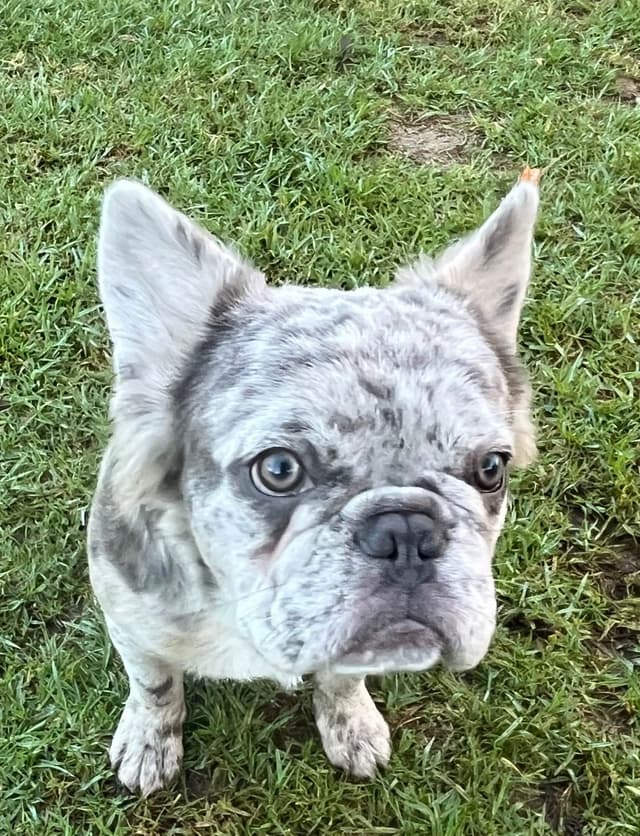 French Bulldog media 12