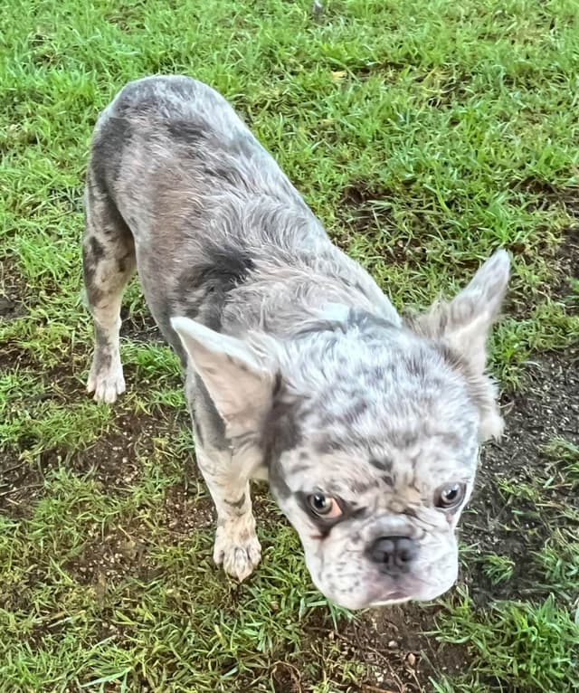 French Bulldog media 13