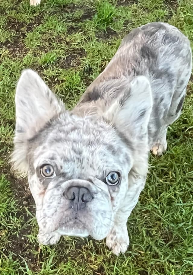 French Bulldog media 14