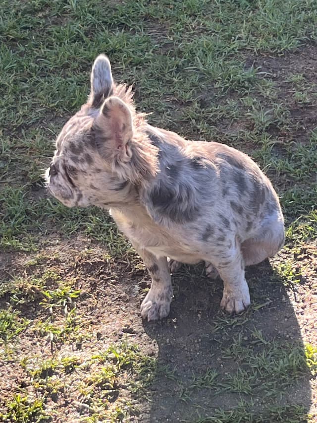French Bulldog media 2