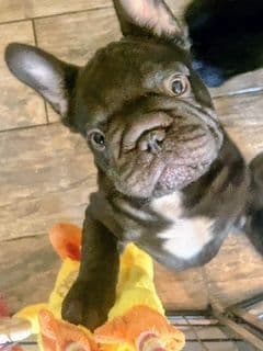 Mini and Micro French Bulldog Puppies media 2