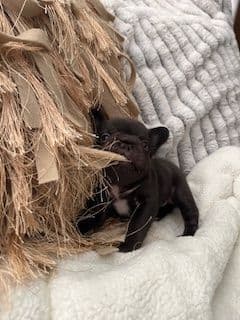 Mini and Micro French Bulldog Puppies media 3