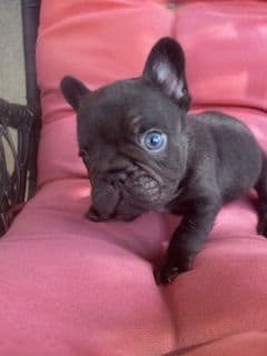 Mini and Micro French Bulldog Puppies media 4