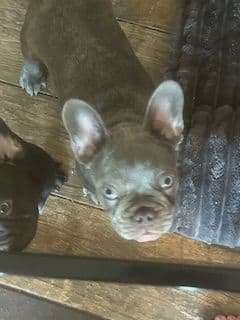 Mini and Micro French Bulldog Puppies media 6