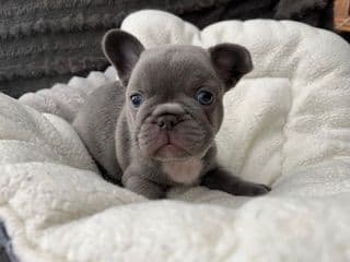 Mini and Micro French Bulldog Puppies media 7
