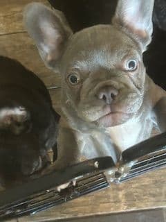 Mini and Micro French Bulldog Puppies media 8