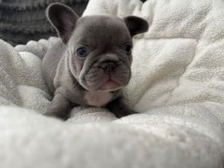 Mini and Micro French Bulldog Puppies media 9