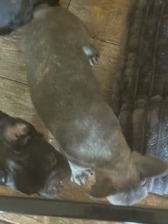 Mini and Micro French Bulldog Puppies media 10