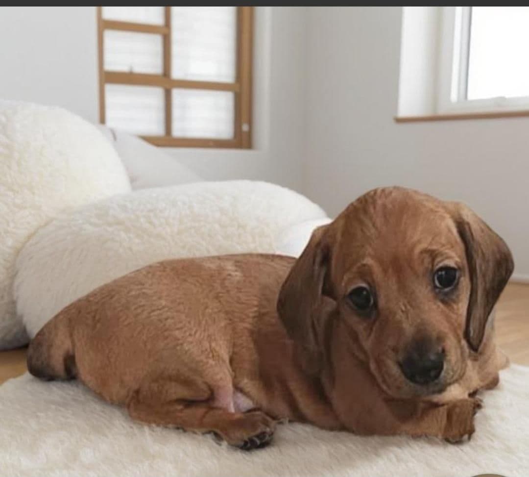 Dachshund Puppies breeder image 2