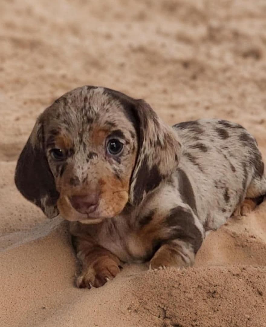 Dachshund Puppies breeder image 3