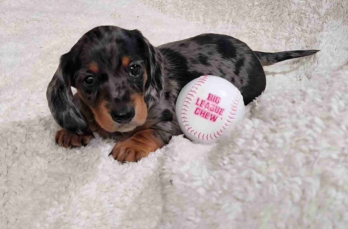 Dachshund Puppies breeder image 4