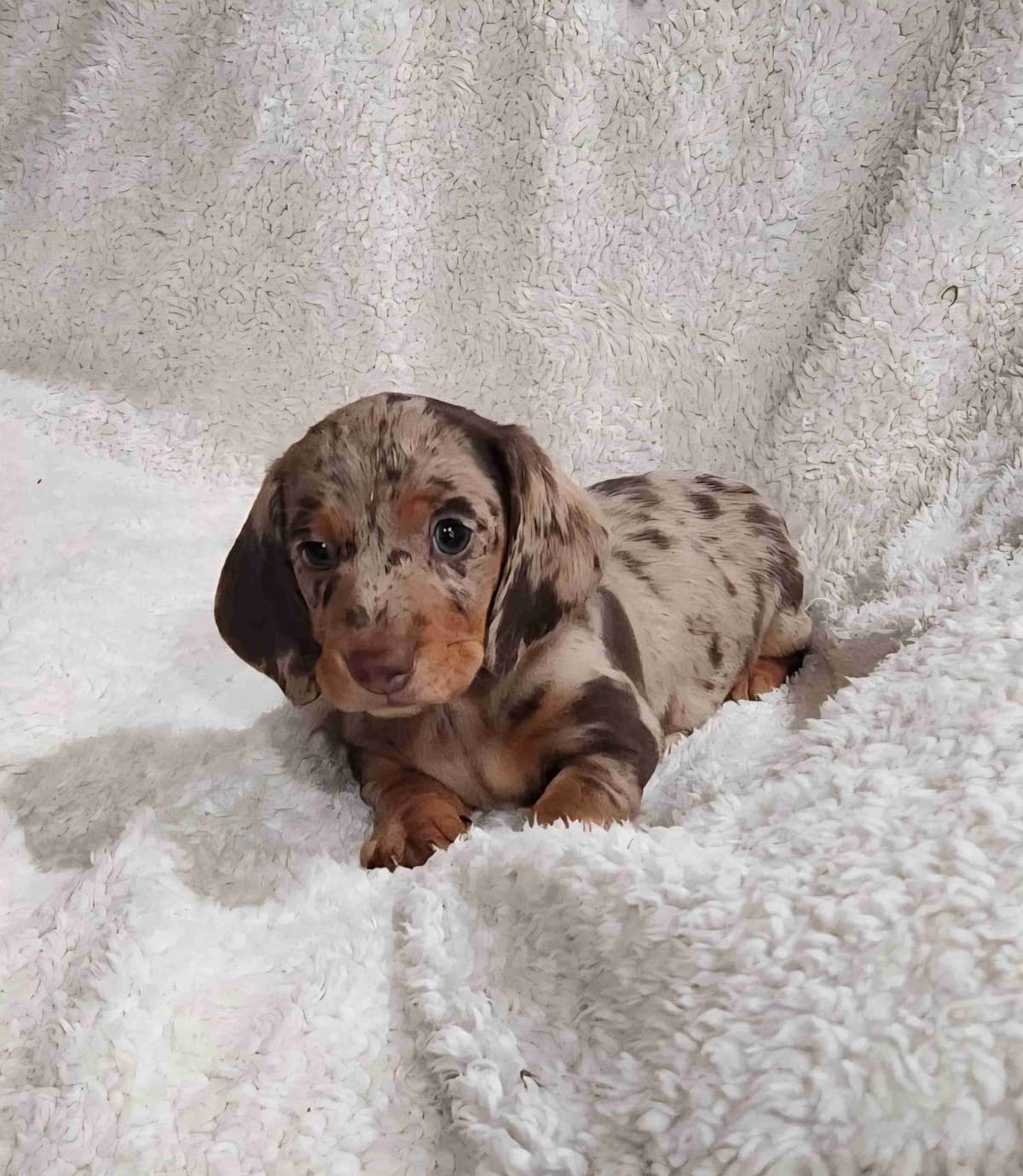 Dachshund Puppies breeder image 5
