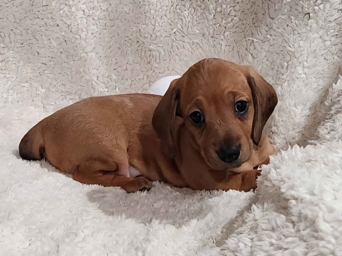 Dachshund Puppies breeder image 6