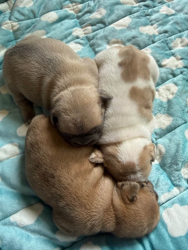 French Bulldog Puppies media 2