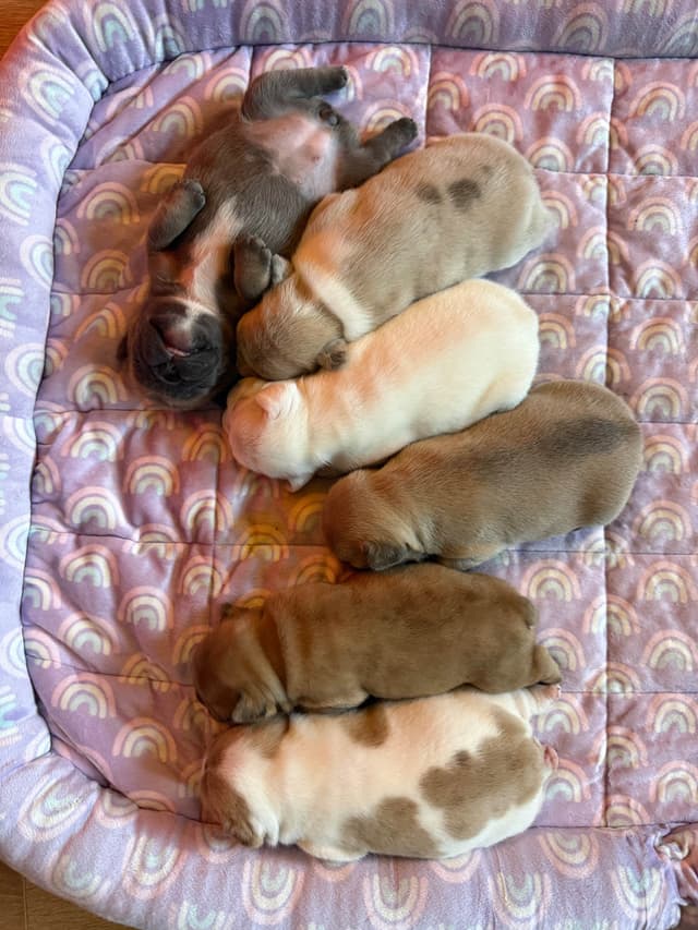 French Bulldog Puppies media 3